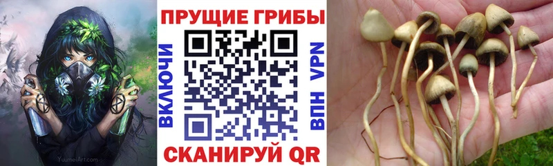 Псилоцибиновые грибы MAGIC MUSHROOMS  Купить закладки  Ступино 